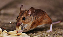 24 Hour & Emergency Exterminators in Highland Springs, VA